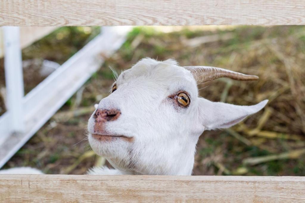 Hotel - Granja De Animales San Basilio De Palenque San Basilio del Palenque エクステリア 写真