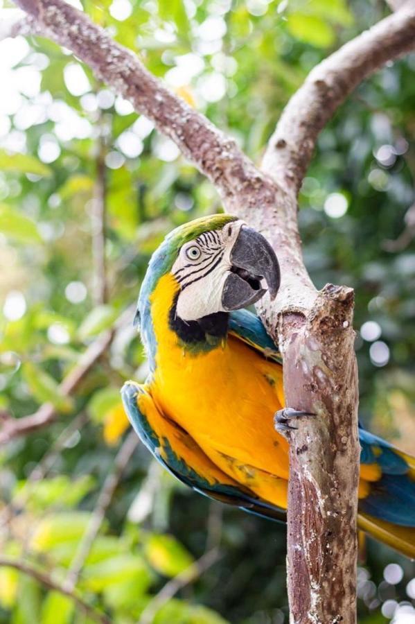 Hotel - Granja De Animales San Basilio De Palenque San Basilio del Palenque エクステリア 写真