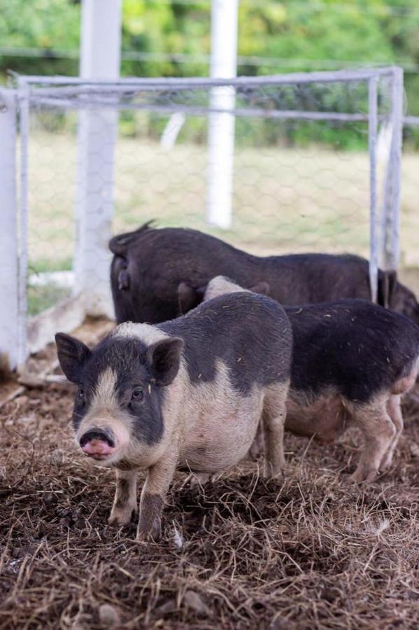 Hotel - Granja De Animales San Basilio De Palenque San Basilio del Palenque エクステリア 写真